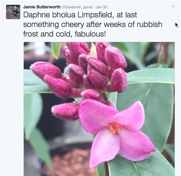 daphne-gardener-jamie-copy