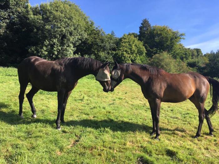 retirement horses Limpsfield