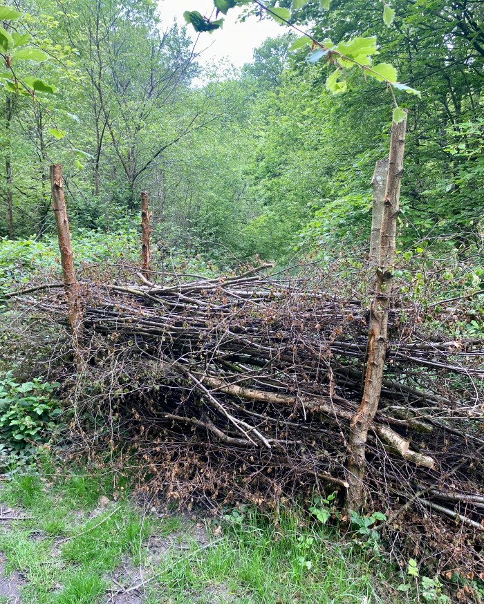 National Trust and Woodland Management on Limpsfield Common