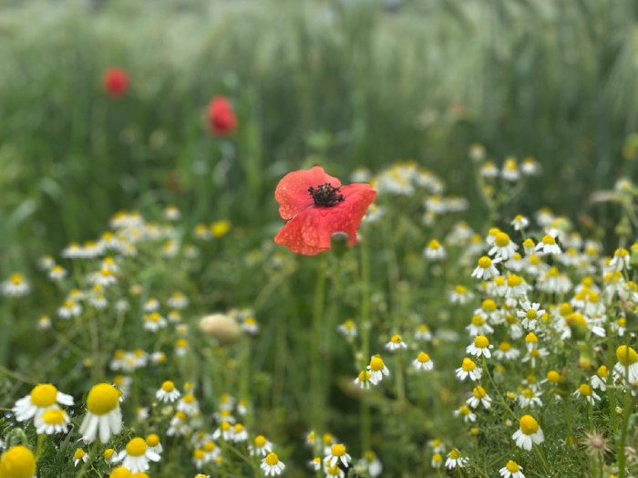 Summer meadow Limpsfield