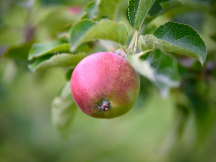 Limpsfield Community Orchard’s Tasting Day and Picnic