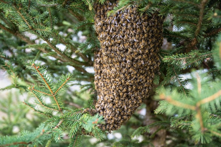Spring Swarming Spring Swarms: What To Do When Bees Buzz Into Town – Limpsfield, Surrey